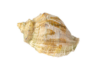 Seashell on a white background. Seashell isolate.