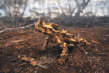 Portrait of a wild thorny devil (Moloch horridus), a unique and iconic animal endemic to Australia