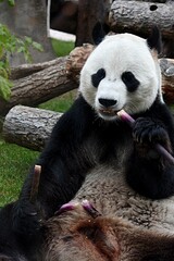 Obraz na płótnie Canvas Giant panda bear sits and eating bamboo at the zoo Moscow Russia October 2021