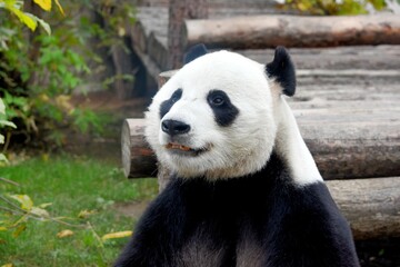 Fototapeta premium panda head at the Moscow zoo