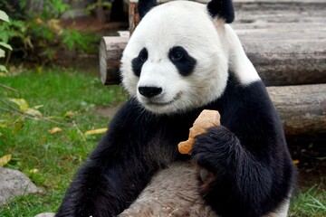 panda bear sits and eats a piece of bread at the zoo Moscow Russia October 2021.