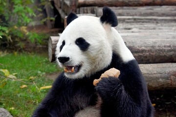 Fototapeta premium panda bear sits and eats a piece of bread at the zoo Moscow Russia October 2021.