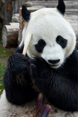 Fototapeta premium Giant panda bear sits and eating bamboo at the zoo Moscow Russia October 2021