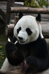Giant panda bear sits and eating bamboo at the zoo Moscow Russia October 2021