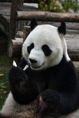 Obraz premium Giant panda bear sits and eating bamboo at the zoo Moscow Russia October 2021