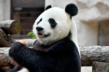 Fototapeta premium panda bear sits and eats carrots in the zoo Moscow Russia October 2021.
