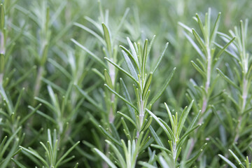 Rosemary bush