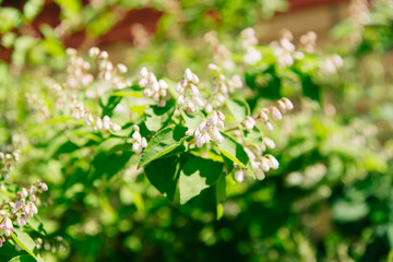 Deutzia, white summer flowers. Blooming branches of Deutzia in the garden on a sunny day. Soft blurred selective focus.	