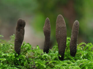 Holzkeule (Xylaria)