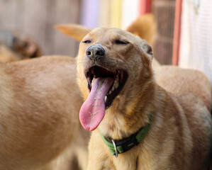 Happy homeless dog with a protruding tongue is resting