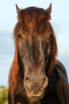 portrait of a horse looking straight ahead