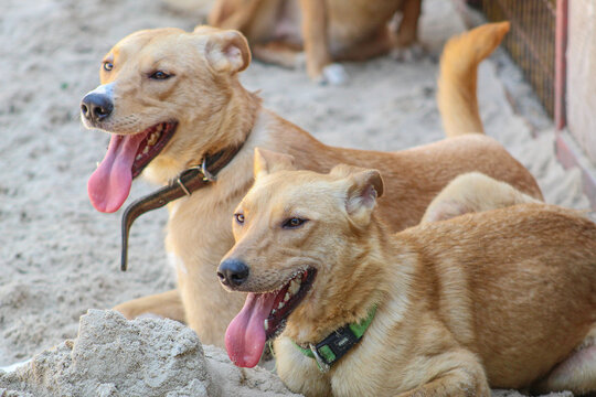 Happy dog twins. Homeless dogs