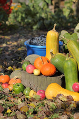 still life of different vegetables and fruits on an autumn sunny day. small village harvest