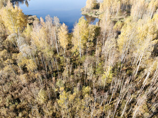 Swamps near the city, autumn, Russia.