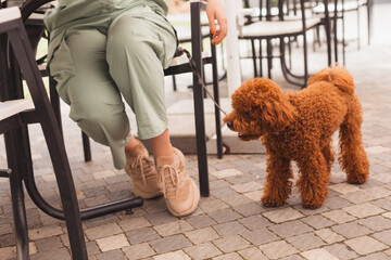 Cute Toy poodle at pet friendly cafe