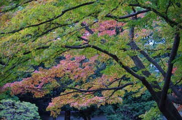 紅葉したモミジ、紅葉していないモミジ、それらの重なりが奇麗です。
The maples that have turned red and the maples that have not turned red are beautifully overlapped.