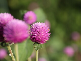 Fototapeta premium 丸いピンクの花が可愛らしい