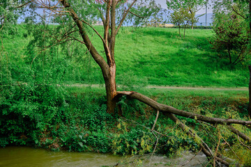 Fototapeta na wymiar Natural public park in Bursa with green grass and poplar trees and small river in middle of the park with city background and broken tree and it lying down to the river.