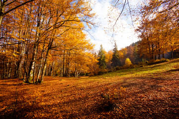 Obraz premium The bright sun rises over the hill in the autumn forest
