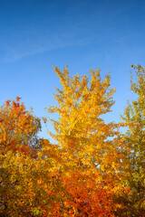 Landscape of autumn forest