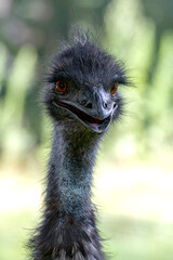 Emu - (Dromaius novaehollandiae)