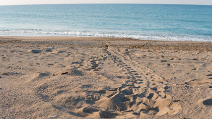 Sea turtle's trail on the beach. The trail of Caretta Caretta on the beach.
