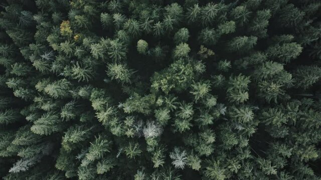 Green pine tree spruce forest aerial top down view. Dramatic nature background. Travel destination. Beautiful wild landscape. Summer vacation, outdoor tourism. Cinematic drone shot zoom in slow motion