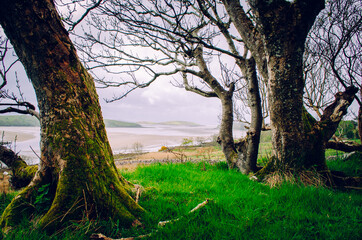 Old trees near the beach