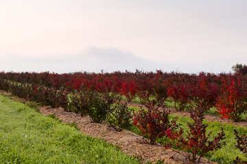Field of blueberry bushes seen during a fall dawn, Saint-Pierre, Island of Orleans, Quebec, Canada - obrazy, fototapety, plakaty