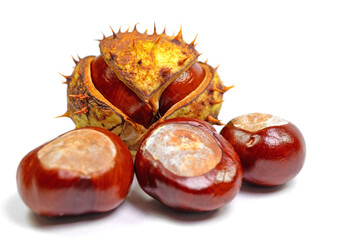 Rosskastanien, Aesculus hippocastanum, isoliert vor weißem Hintergrund