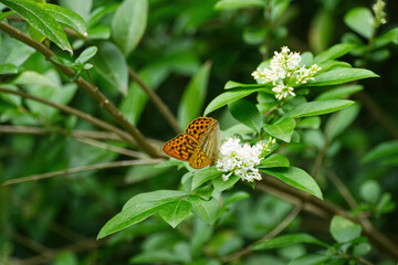 Silver-washed Fritillary butterfly (Argynnis paphia) sitting on white flower in Zurich, Switzerland