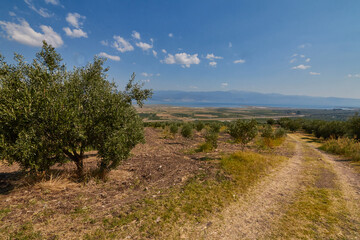 Fototapeta na wymiar Landscape and paths with olive trees.
