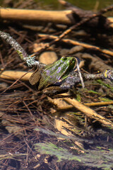 lizard on the ground