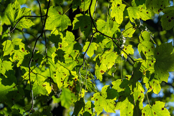 green leaves in the forest