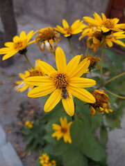 Bright Arnica yellow flower fresh with a bee on an Arnica blossom