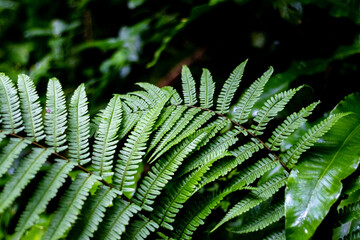 close up forest plants