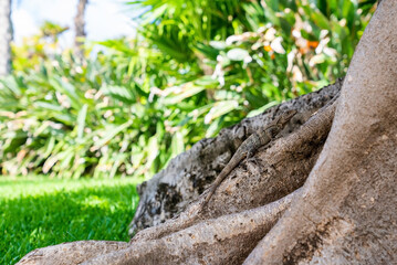 Close up of alert camouflaged iguana lizard crawling on tree trunk by green grass in forest or garden