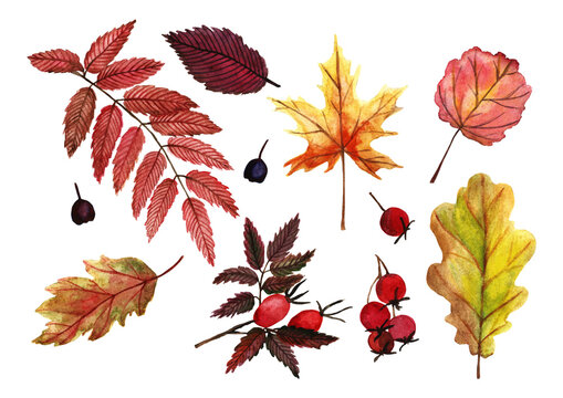 Set of autumn leaves and berries. Rowan, aspen, chokeberry, maple, hawthorn, oak, wild rose. Hand drawn watercolor illustration. Isolated botanical elements on a white background. Bright design.