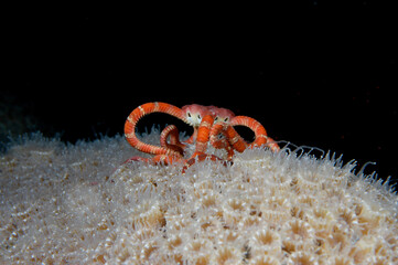 Ruby brittle star on the extended polyps of mountainous star coral at night - obrazy, fototapety, plakaty