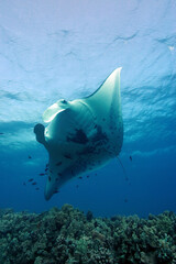 Vertical shot of a manta ray underwater - obrazy, fototapety, plakaty