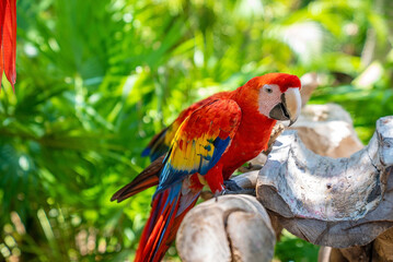 Long tailed red macaw parrots perching on tree bark in Xcaret ecotourism park. Macau birds in forest
