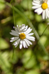 Obraz premium white daisy flower