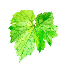 Green grape leaf watercolor isolated on white background illustration for all prints.