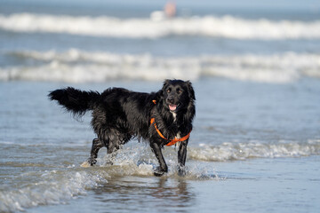 black dog playing with water