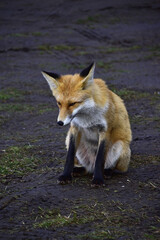 Fox arranges a photo session