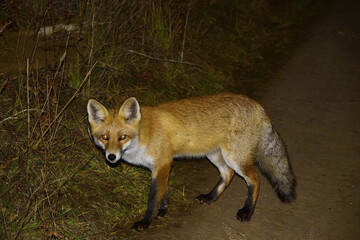 The fox is hunting in the field