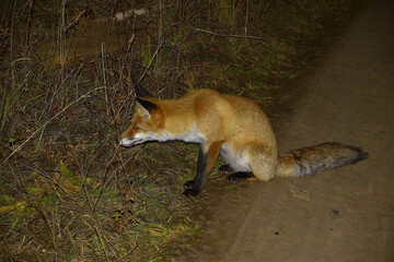 The fox sits on the side of the road with its tail across the road