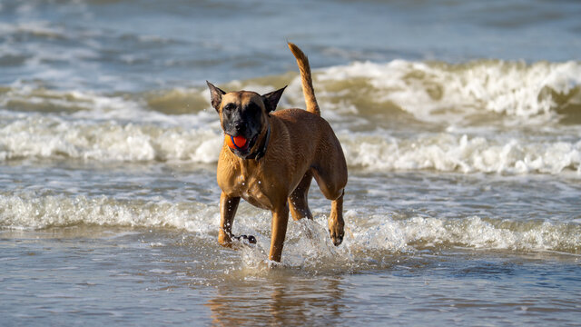 dog running on the beach and playing with a ball in the water 