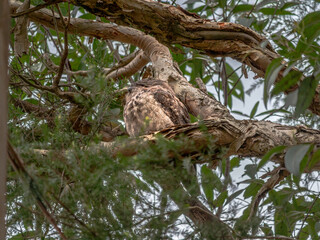 Nightjar Hiding