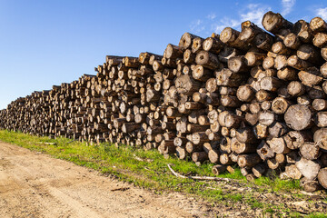 stack of logs during logging
